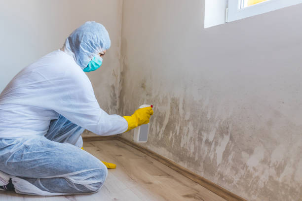 Licensed Black Mold Remediation service in East Lansing, MI - 24 Hour Mold Removal
