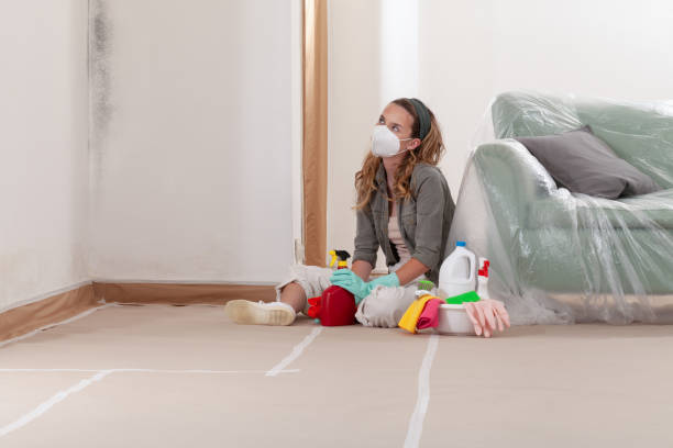 Reliable Black Mold Remediation contractor in East Lansing, MI by 24 Hour Mold Removal