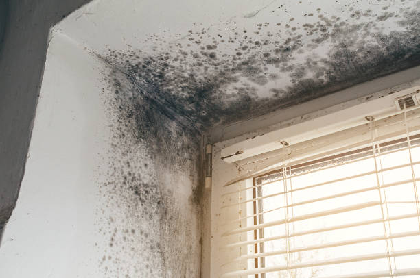 Affordable Black Mold Remediation solutions in East Lansing, MI